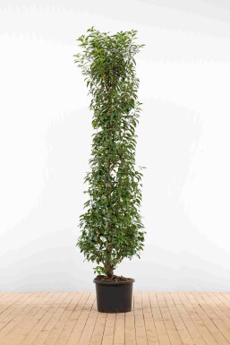 Laurierkers / Portugese Laurier Prunus Lusitanica Angustifolia 200-225 cm - Pot