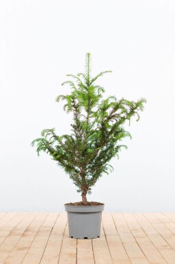 Taxus baccata haag 60-80 cm - Pot