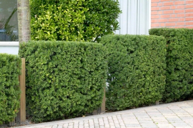 Taxus baccata haag 60-80 cm - Pot