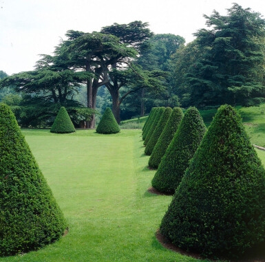 Taxus baccata haag 60-80 cm - Pot