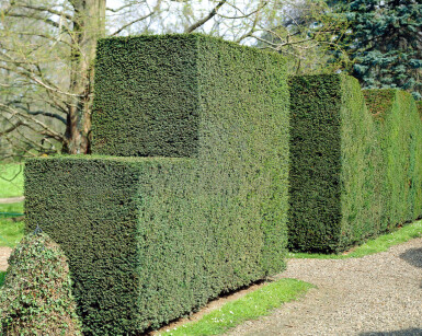 Taxus Baccata 80-100 cm - Pot