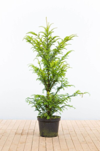 Taxus Baccata 100-120 cm - Pot