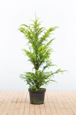 Taxus Baccata 100-120 cm - Pot