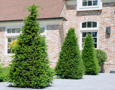 Taxus Baccata 100-120 cm - Pot