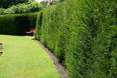 Taxus Baccata 100-120 cm - Pot