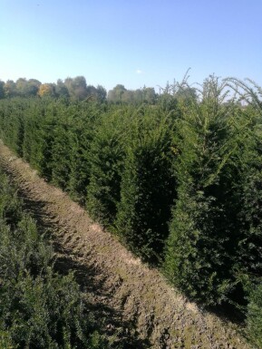 Taxus Baccata 100-120 cm - Pot