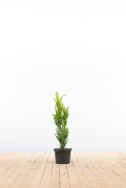 Taxus Media Hillii 60-80 cm - Pot