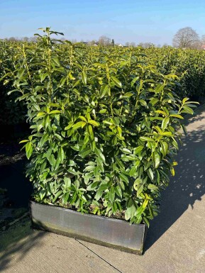 Laurierkers / Prunus laurocerasus Genolia 100x30x120 cm - Haagelement