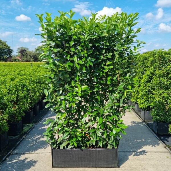 Laurierkers / Prunus laurocerasus Genolia 100x30x160 cm - Haagelement