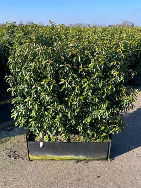 Laurierkers / Prunus Lusitanica Angustifolia 100x30x120 cm - Haagelement