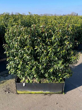Laurierkers / Prunus Lusitanica Angustifolia 100x30x120 cm - Haagelement