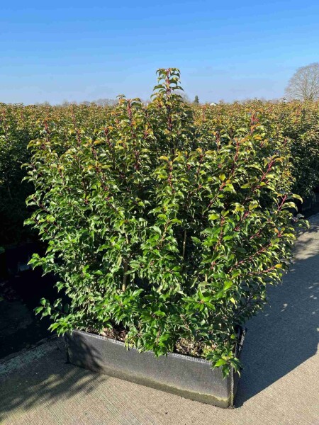 Laurierkers / Prunus Lusitanica Angustifolia 100x30x140 cm - Haagelement