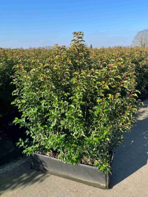 Laurierkers / Prunus Lusitanica Angustifolia 100x30x140 cm - Haagelement