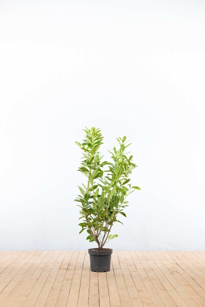 Laurierkers / Prunus Laurocerasus Caucasica 100-125 cm - Pot
