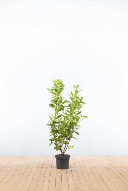 Laurierkers / Prunus Laurocerasus Caucasica 100-125 cm - Pot