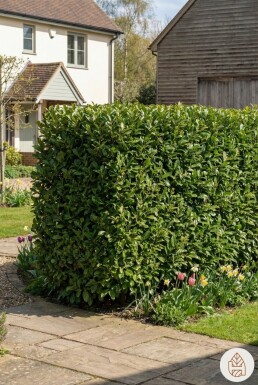 Laurierkers / Prunus Laurocerasus Caucasica 100-125 cm - Pot