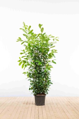 Laurierkers / Prunus Laurocerasus Novita 150-175 cm - Pot