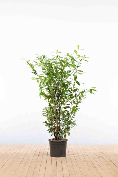 Laurierkers / Prunus Laurocerasus Caucasica 125-150 cm - Pot