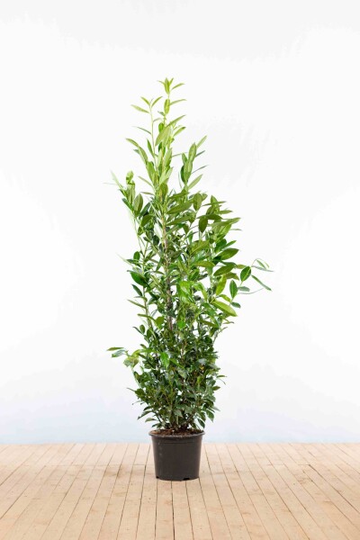 Laurierkers / Prunus Laurocerasus Caucasica 150-175 cm - Pot