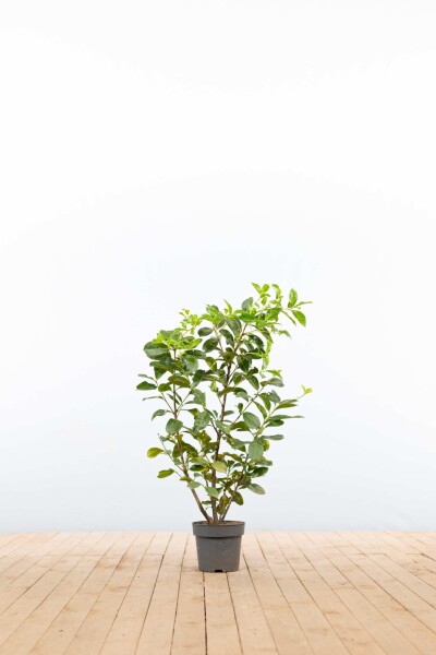Laurierkers / Prunus Laurocerasus Etna 80-100 cm - Pot
