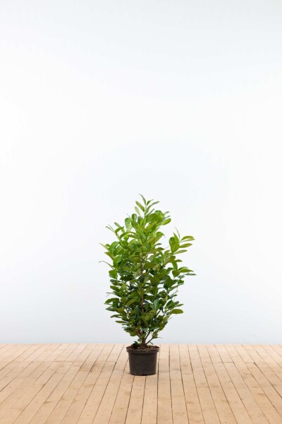 Laurierkers / Prunus Laurocerasus Etna 100-125 cm - Pot