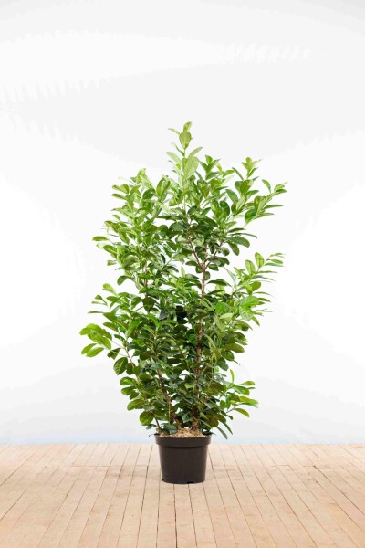 Laurierkers / Prunus Laurocerasus Etna 125-150 cm - Pot