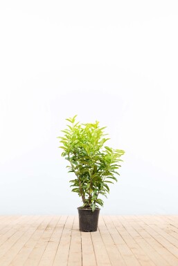 Laurierkers / Prunus Laurocerasus Genolia 60-80 cm - Pot