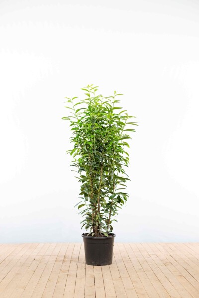 Laurierkers / Prunus Laurocerasus Genolia 125-150 cm - Pot