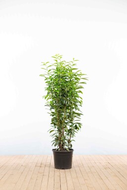 Laurierkers / Prunus Laurocerasus Genolia 125-150 cm - Pot