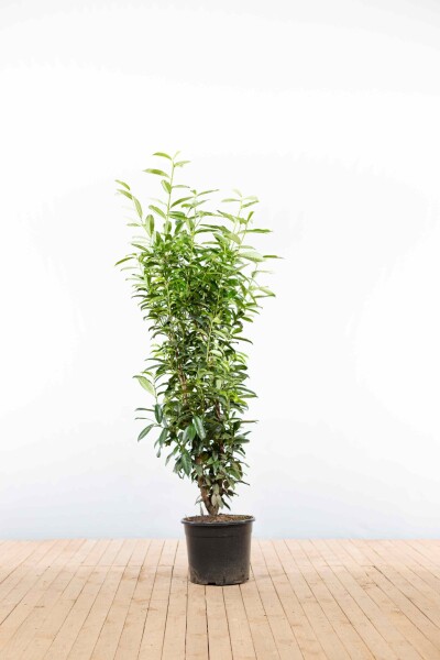 Laurierkers / Prunus Laurocerasus Genolia 150-175 cm - Pot
