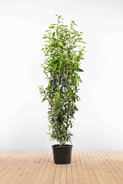 Laurierkers / Prunus Laurocerasus Genolia 200-225 cm - Pot