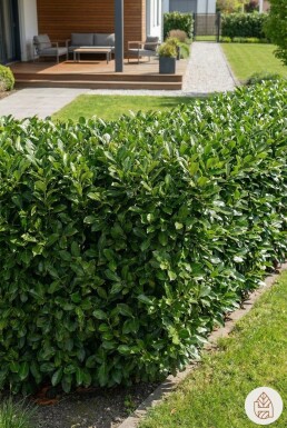 Laurierkers / Prunus Laurocerasus Genolia 200-225 cm - Pot