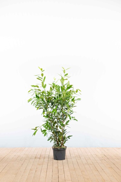 Laurierkers / Prunus Laurocerasus Herbergii 100-125 cm - Pot