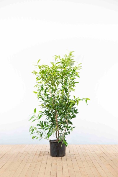 Laurierkers / Prunus Laurocerasus Herbergii 125-150 cm - Pot