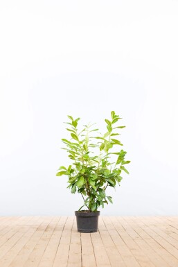 Laurierkers / Prunus Laurocerasus Novita 80-100 cm - Pot