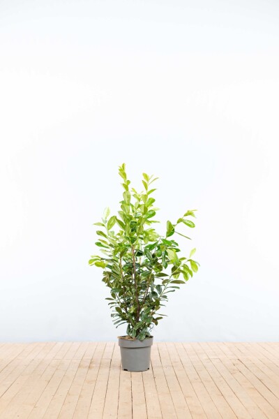 Laurierkers / Prunus Laurocerasus Novita 100-125 cm - Pot