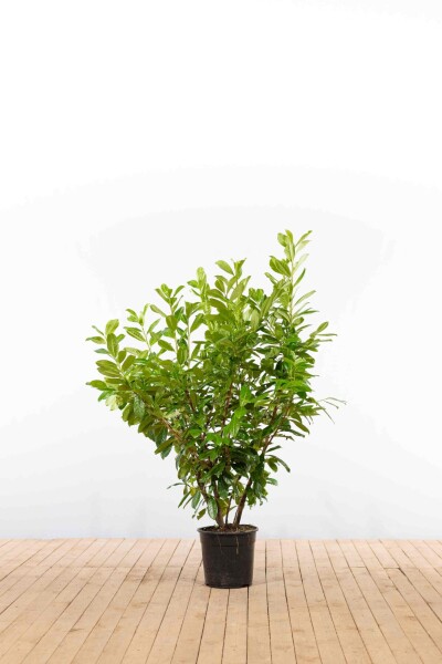 Laurierkers / Prunus Laurocerasus Novita 125-150 cm - Pot