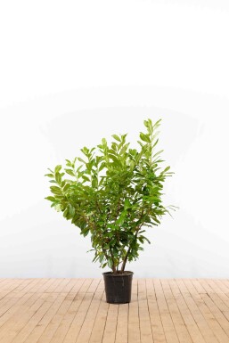 Laurierkers / Prunus Laurocerasus Novita 125-150 cm - Pot