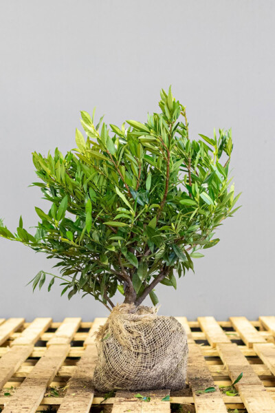 Laurierkers / Prunus Laurocerasus Otto Luyken 40-50 cm - Pot