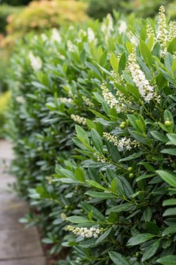 Laurierkers / Prunus Laurocerasus Otto Luyken 40-50 cm - Pot