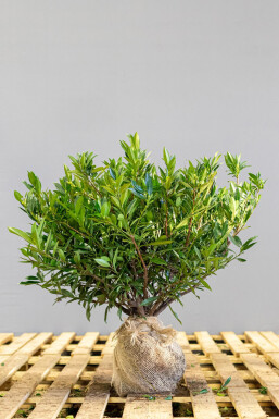 Laurierkers / Prunus Laurocerasus Otto Luyken 50-60 cm - Pot