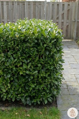Laurierkers / Prunus Laurocerasus Otto Luyken 50-60 cm - Pot