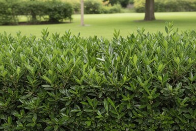 Laurierkers / Prunus Laurocerasus Otto Luyken 50-60 cm - Pot
