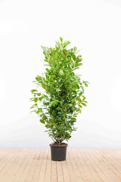 Laurierkers / Prunus Laurocerasus Rotundifolia 150-175 cm - Pot