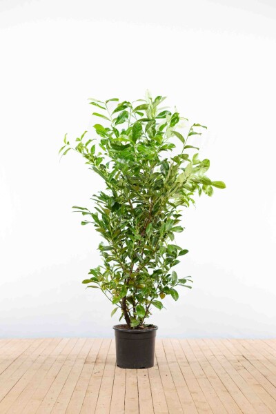 Laurierkers / Prunus Laurocerasus Rotundifolia 175-200 cm - Pot