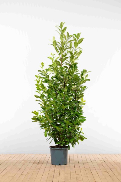 Laurierkers / Prunus Laurocerasus Rotundifolia 200-225 cm - Pot