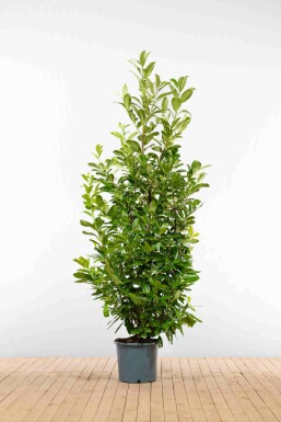 Laurierkers / Prunus Laurocerasus Rotundifolia 200-225 cm - Pot