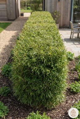 Bamboe / Fargesia Nitida 200-225 cm - Pot