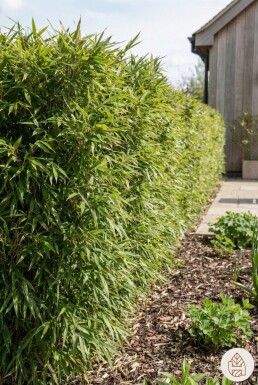 Bamboe / Fargesia Nitida 200-225 cm - Pot