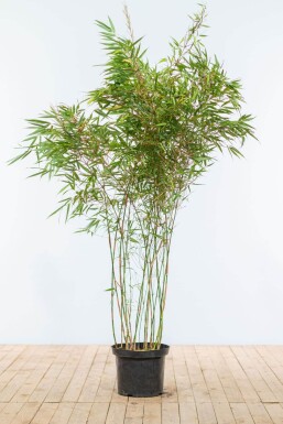 Bamboe / Fargesia Rufa 150-175 cm - Pot